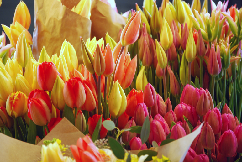 Tulips at Pike Place Market ©Julia Akoury Thiel | Sportspress Northwest